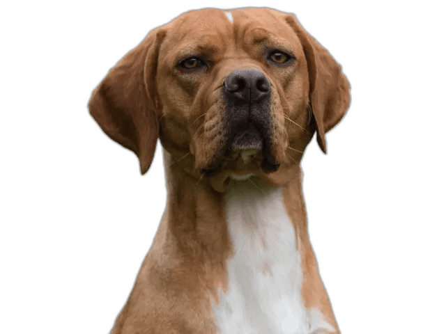 Argo, esempio di cane per una dieta personalizzata con Pet Nutrition Pro